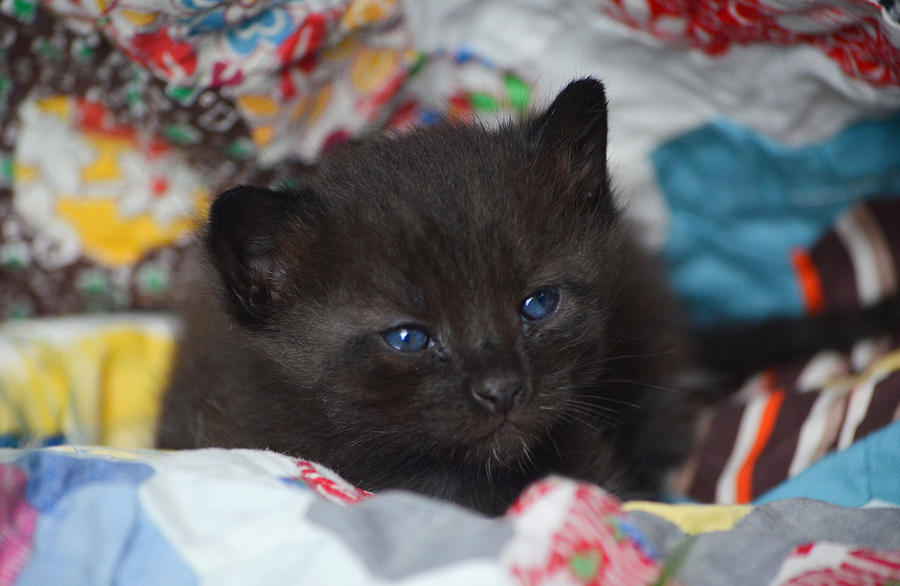 Blue-eyed Baby Kitten Mixed Media