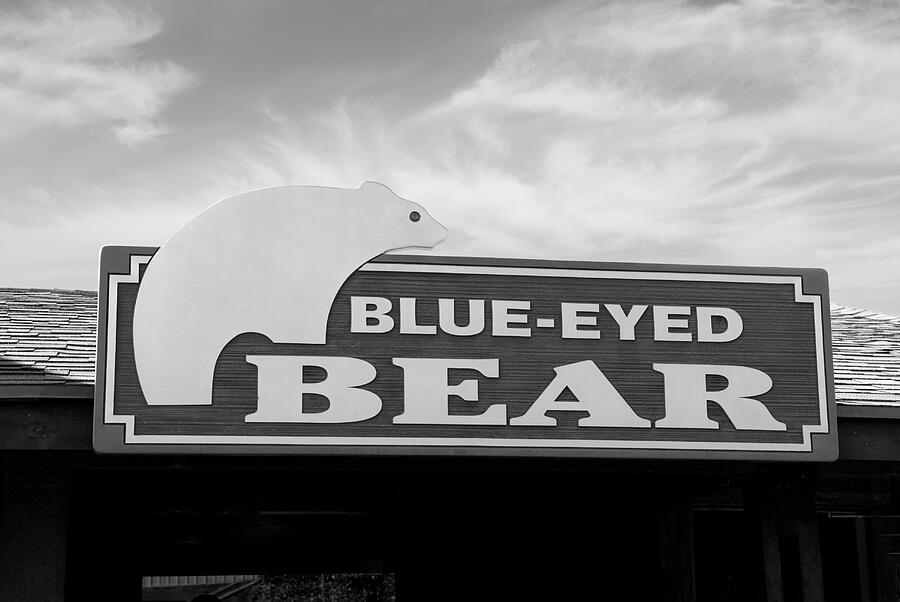 Blue Eyed Bear Sedona Arizona BW Photograph by Bob Pardue