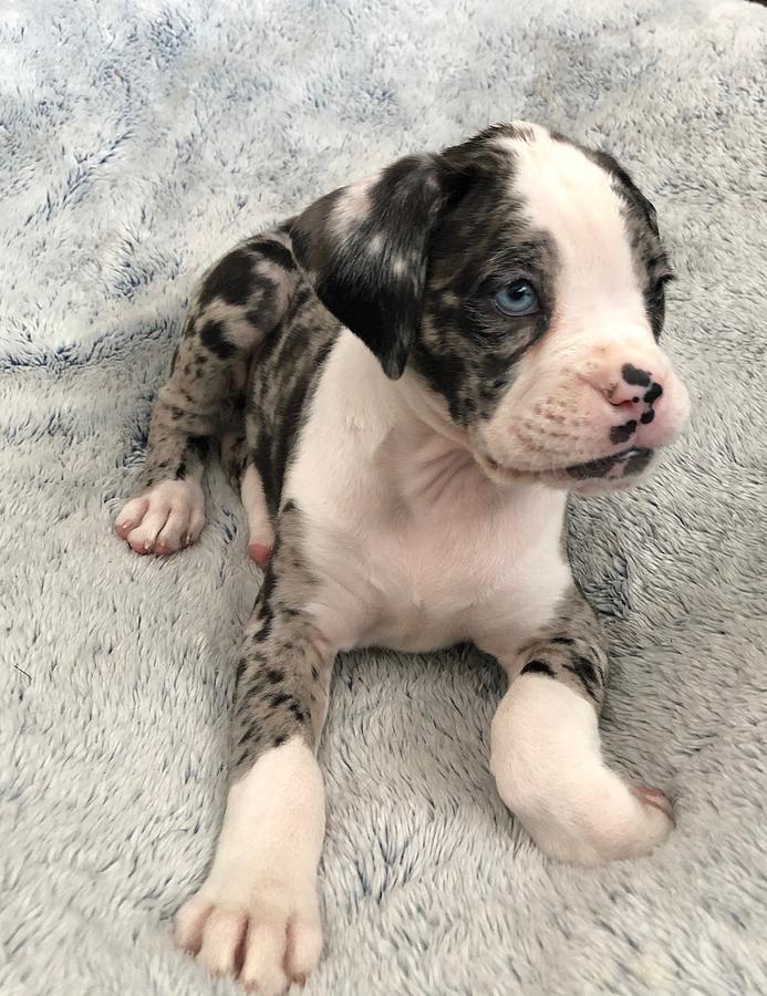 Blue Eyed Blue Merle Boxer Puppy Photograph by Michael Grimaldi - Fine ...