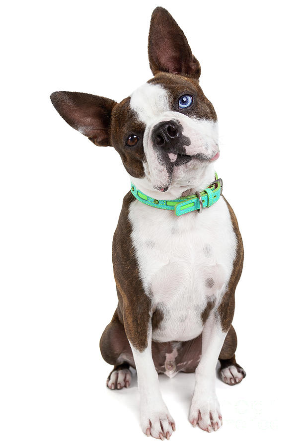 Blue-eyed Boston Terrier Joy-full Body Photograph