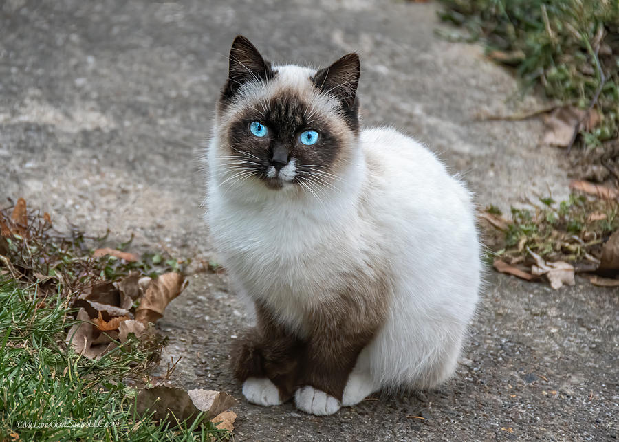 Blue Eyed Cat 2 Photograph