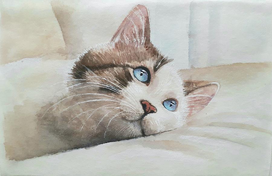 Blue eyed cat Drawing by Carolina Prieto Moreno
