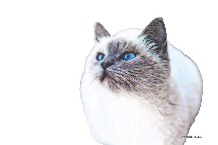 Blue Eyed Cat Digital Art