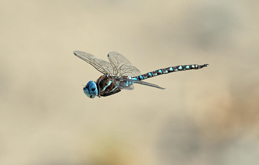 Blue Eyed Darner Dragonfly Photograph by Rick Mosher