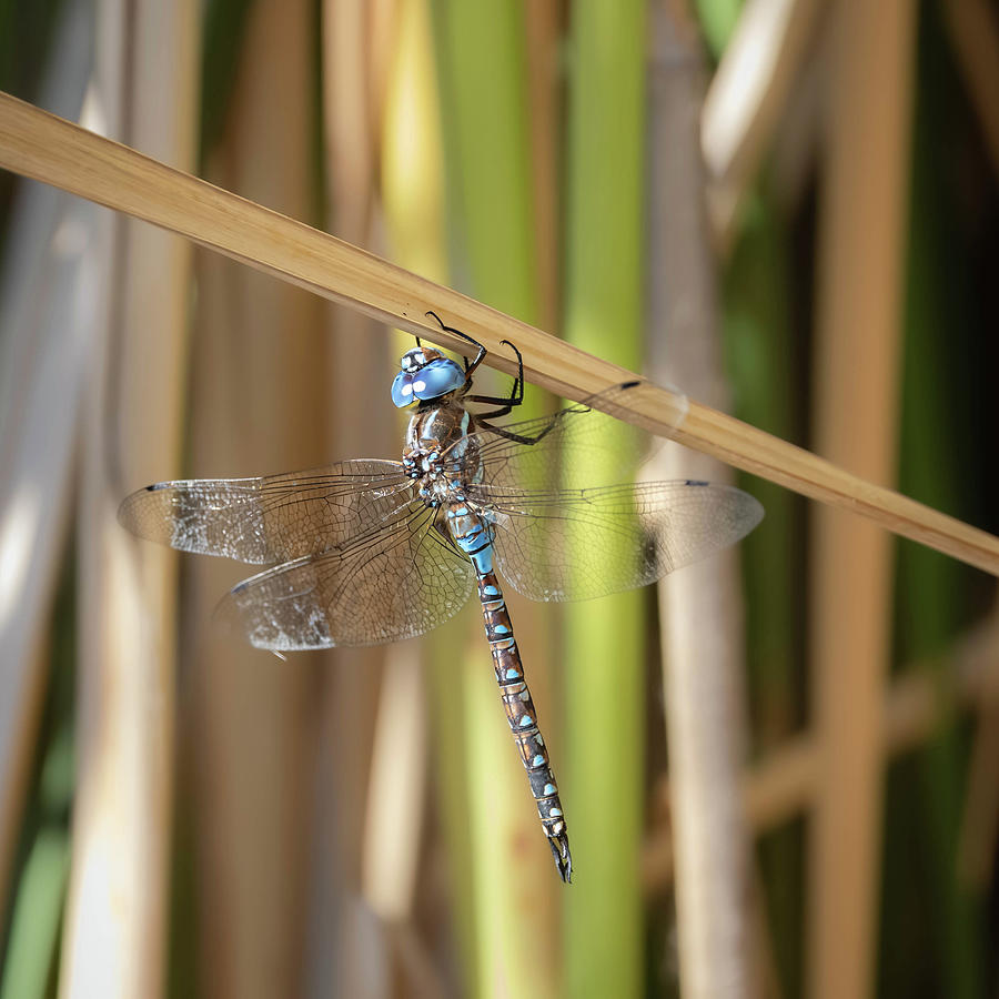 Insects Photograph - Blue-eyed Darner Dragonfly by Rosemary Woods Images
