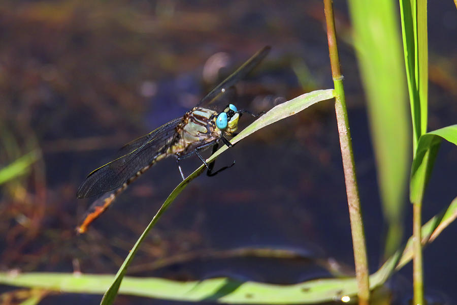 Blue Eyed Dragonfly Photograph by Brook Burling