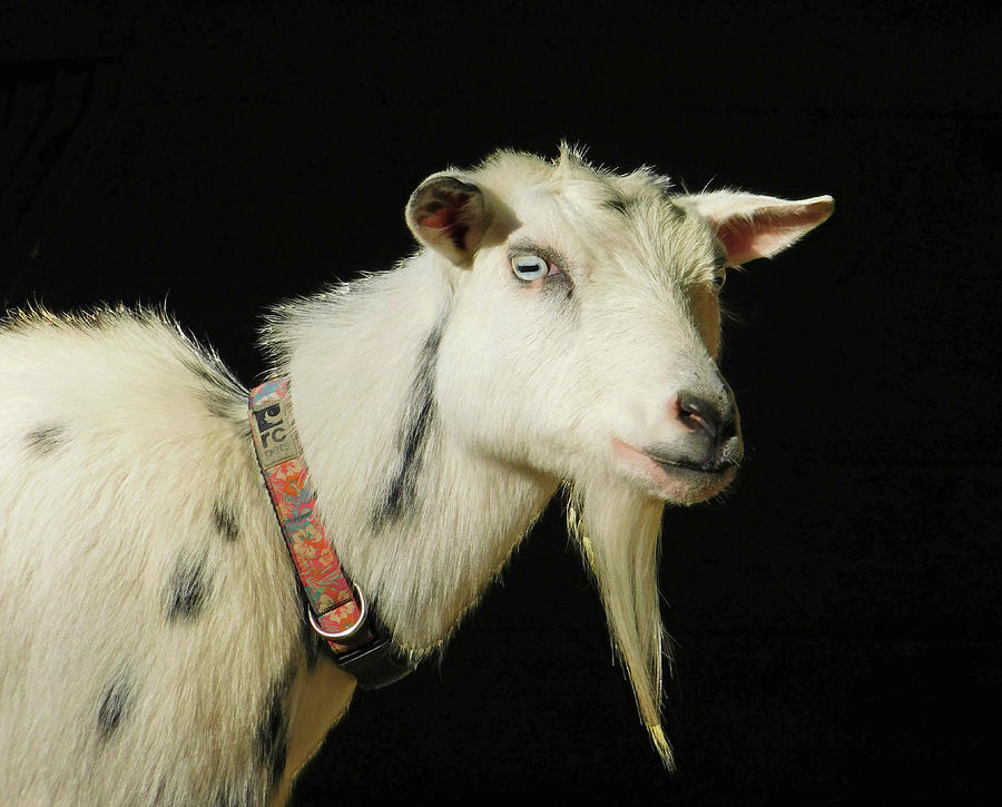 Animal Photograph - Blue-Eyed Fiesta the Nigerian Dwarf Goat by Emmy Marie Vickers