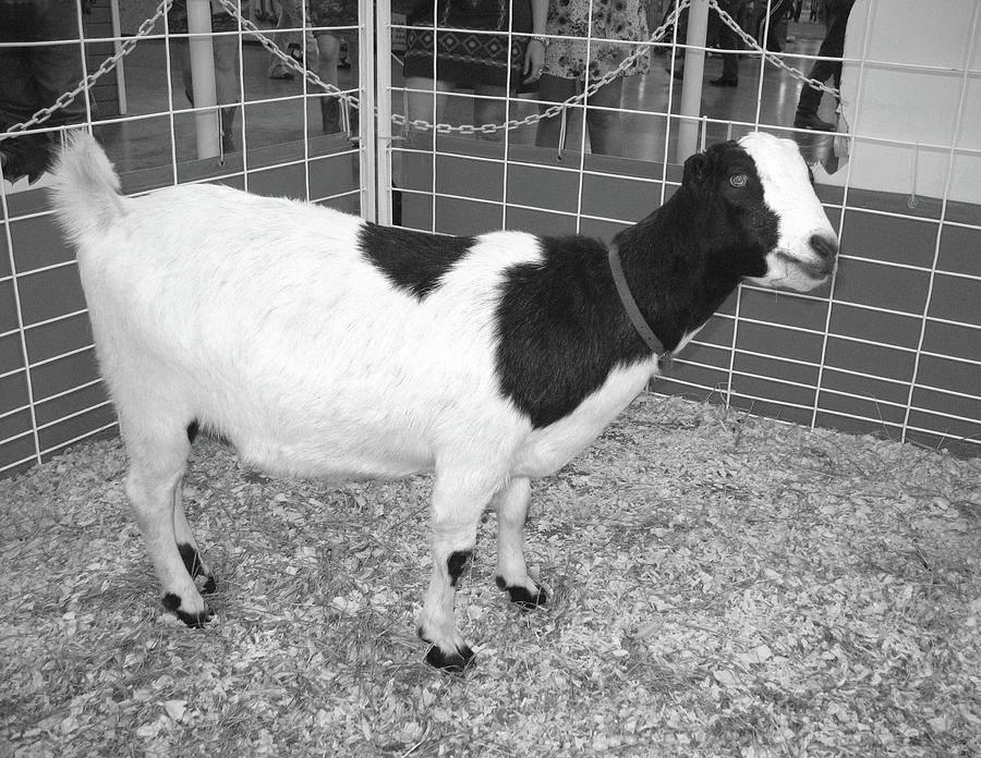 Blue Eyed Goat BW Photograph by Connie Fox - Fine Art America