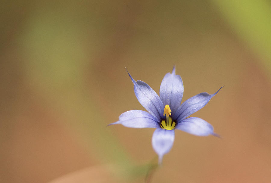 Spring Photograph - Blue Eyed Grass by Phil And Karen Rispin