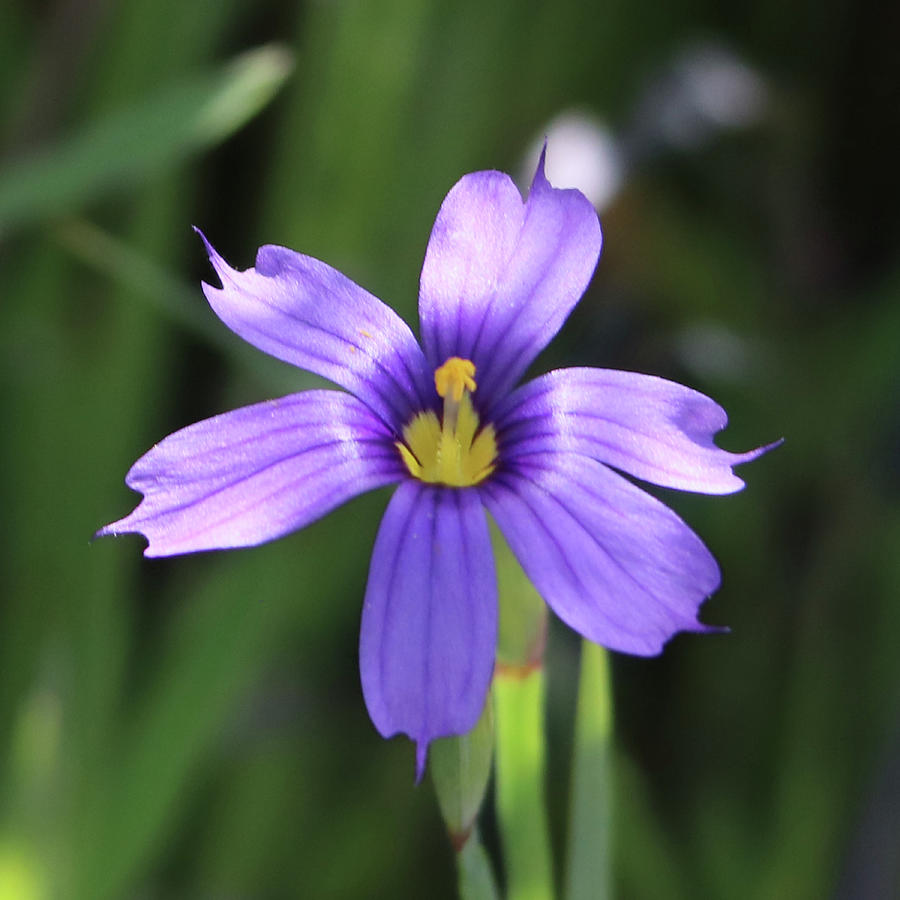 Blue-Eyed Grass Photograph by Perry Hoffman