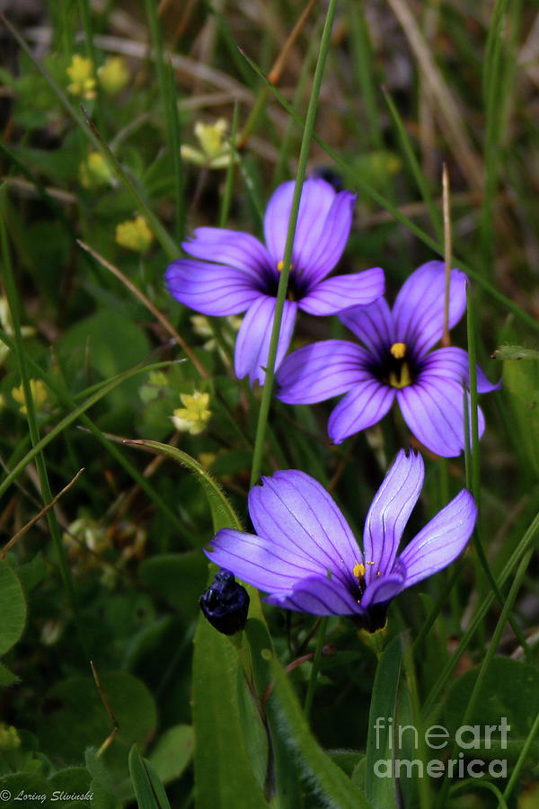 Blue Eyed Grass Plant Photograph by Loring Slivinski - Fine Art America