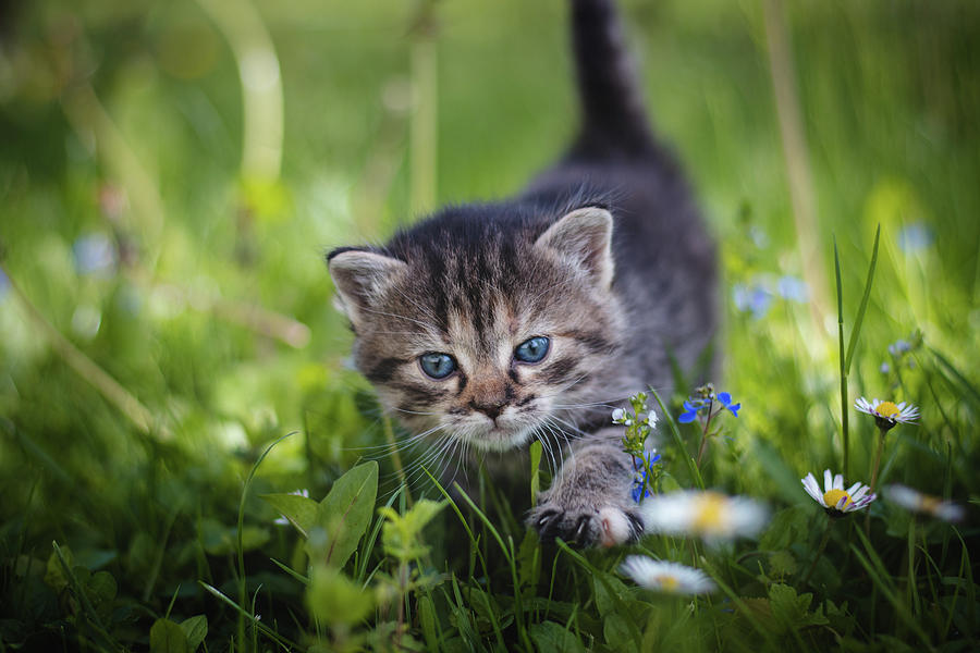 Blue-eyed kitten walks through the grass Photograph by Vaclav Sonnek