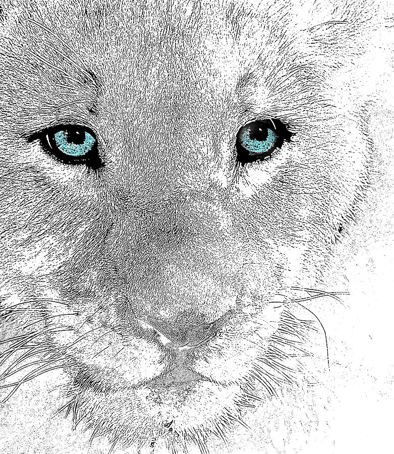 Blue Eyed Lion Cub  Mixed Media by Shelli Fitzpatrick