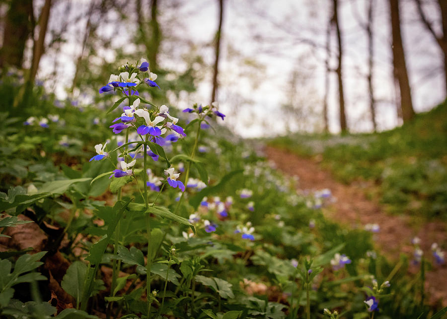 Spring Photograph - Blue Eyed Mary Along the Trail by Holly April Harris