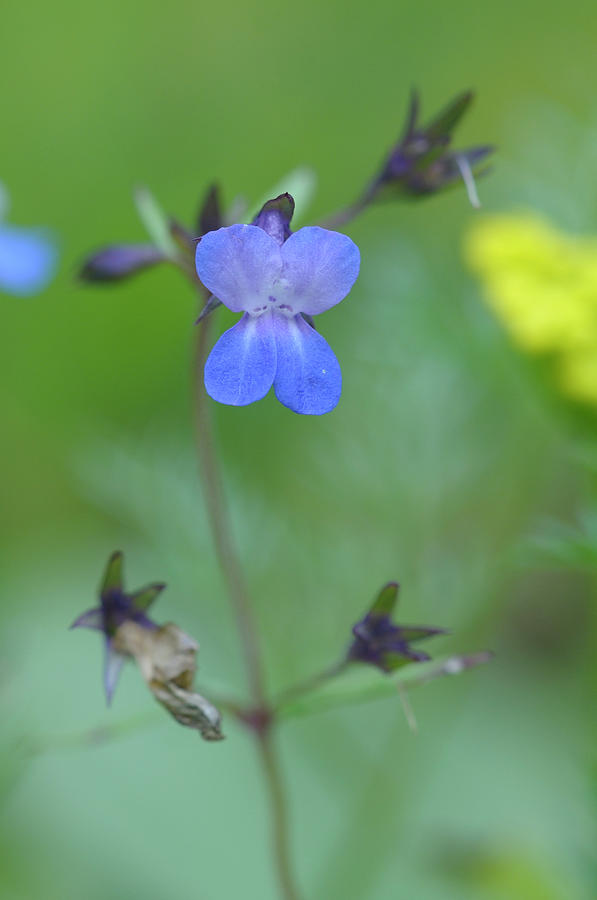 Blue-eyed Mary Collinsia parviflora, Cowichan Valley, Vancouver Island, British Columbia Photograph by Kevin Oke