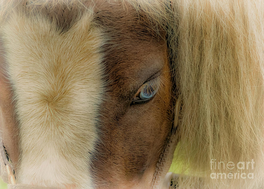 Blue Eyed Pony Photograph