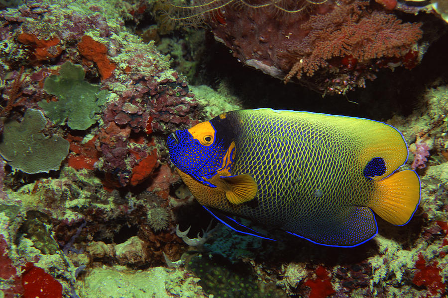 Blue-faced angelfish Photograph by Comstock
