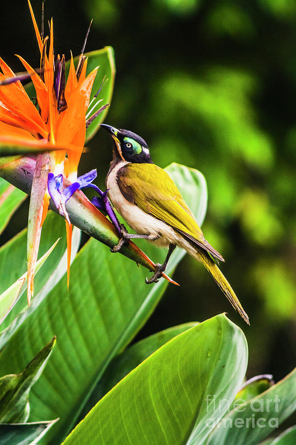 Blue-faced Honeyeater Photograph by Jorgo Photography