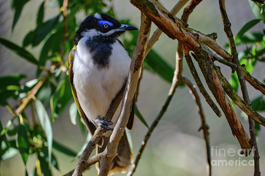 Blue-faced Honeyeater Photograph by Neil Maclachlan