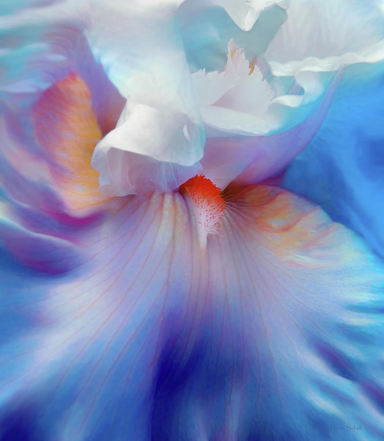 Blue Fantasy Iris Flower Photograph by Jennie Marie Schell