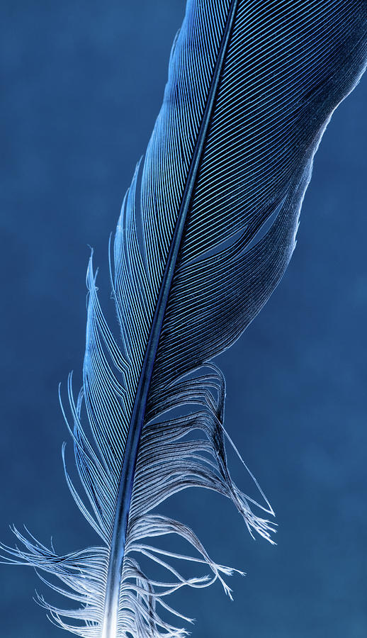 Blue Feather Photograph by John Thorp - Fine Art America