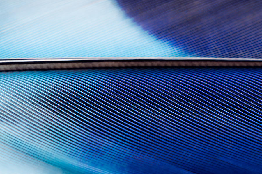 Blue Feather Texture Macrophotography Photograph by MirageC