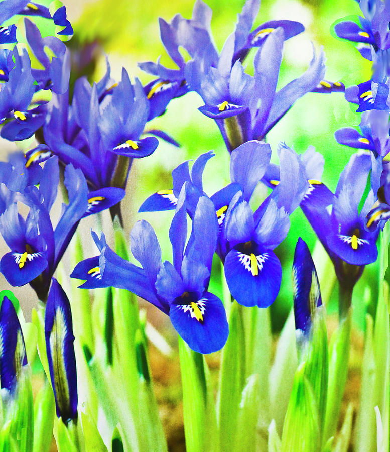 Blue Flag Iris Field Photograph