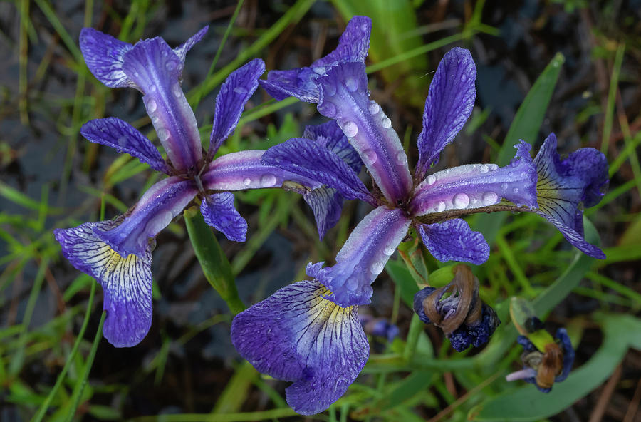 Blue Flag Iris Photograph by Bob Grabowski
