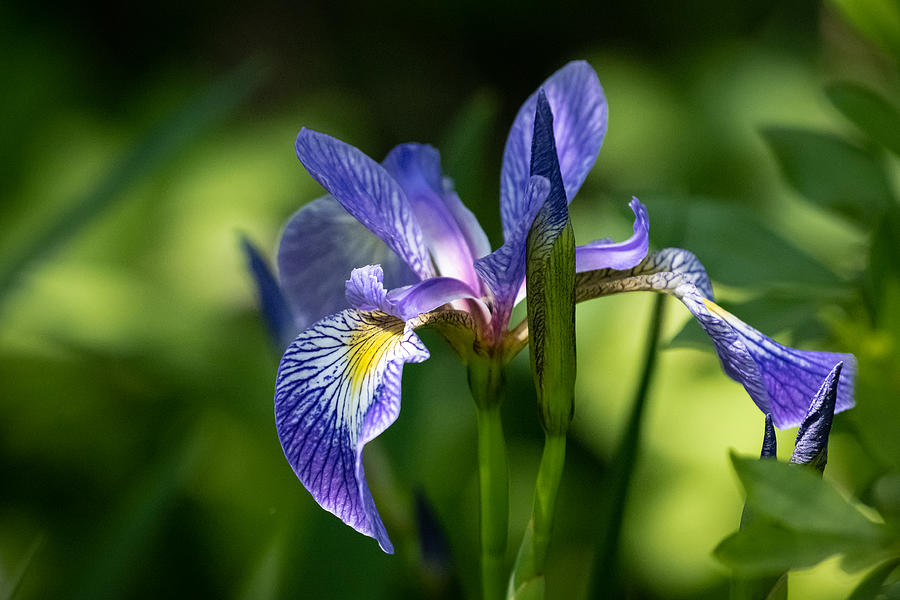 Blue Flag Iris Photograph by Linda Bonaccorsi