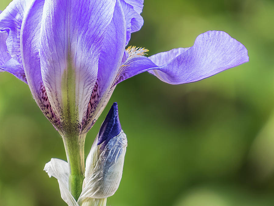 Blue Flag Iris Photograph by Patti Deters