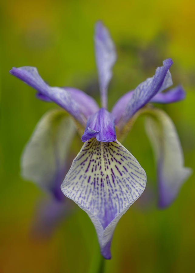Blue Flag Iris Photograph by Teresa Wilson