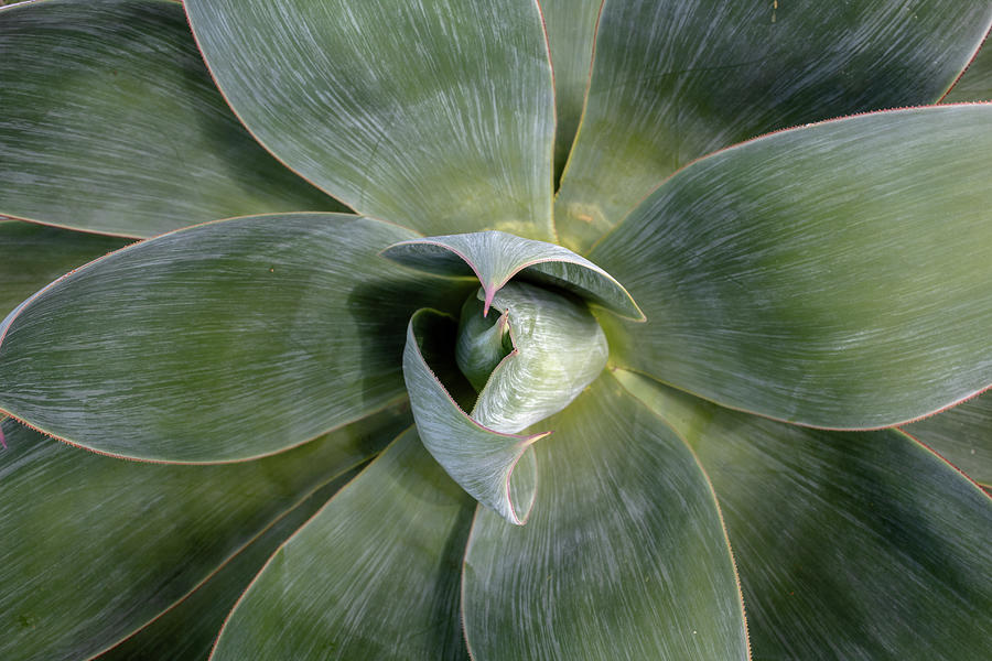 Blue Flame Agave Photograph by Alison Frank