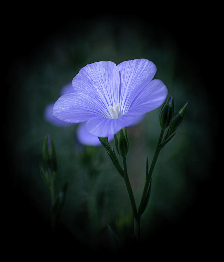 Blue Flax - A Portrait Photograph by Len Bomba