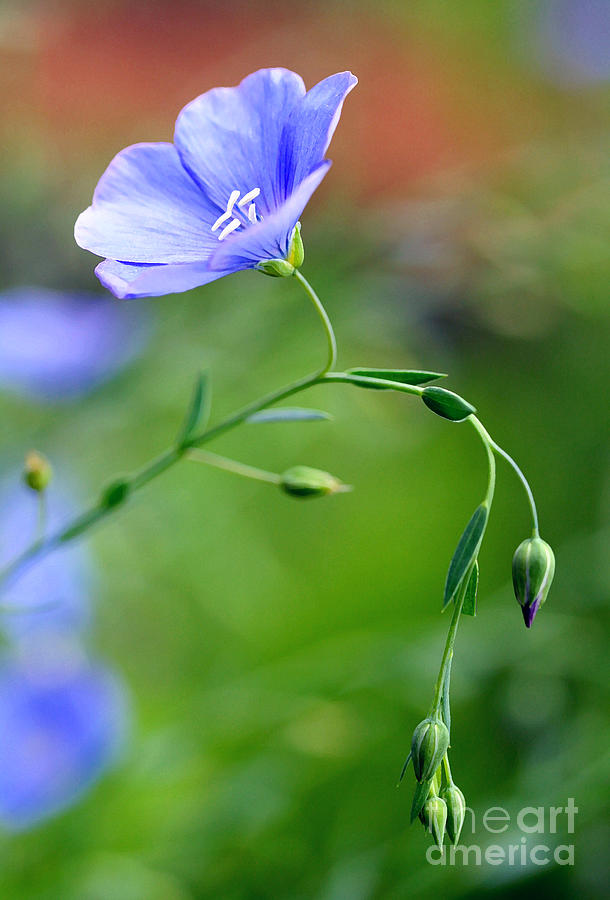 Flax Photograph - Blue Flax and Buds by Steve Augustin