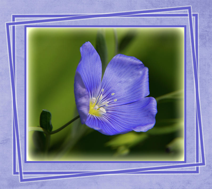 Blue Flax Close-up with Frame Photograph by Patti Deters