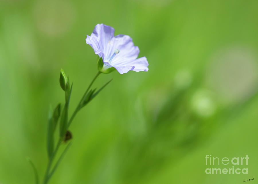 Blue Flax Flower Photograph