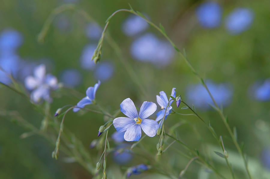 Blue Flax Photograph by Jenny Rainbow