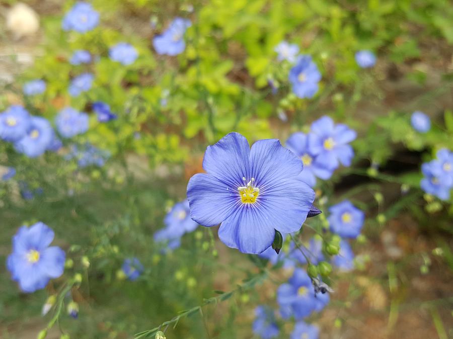 Blue flax Photograph by Lisa Mutch