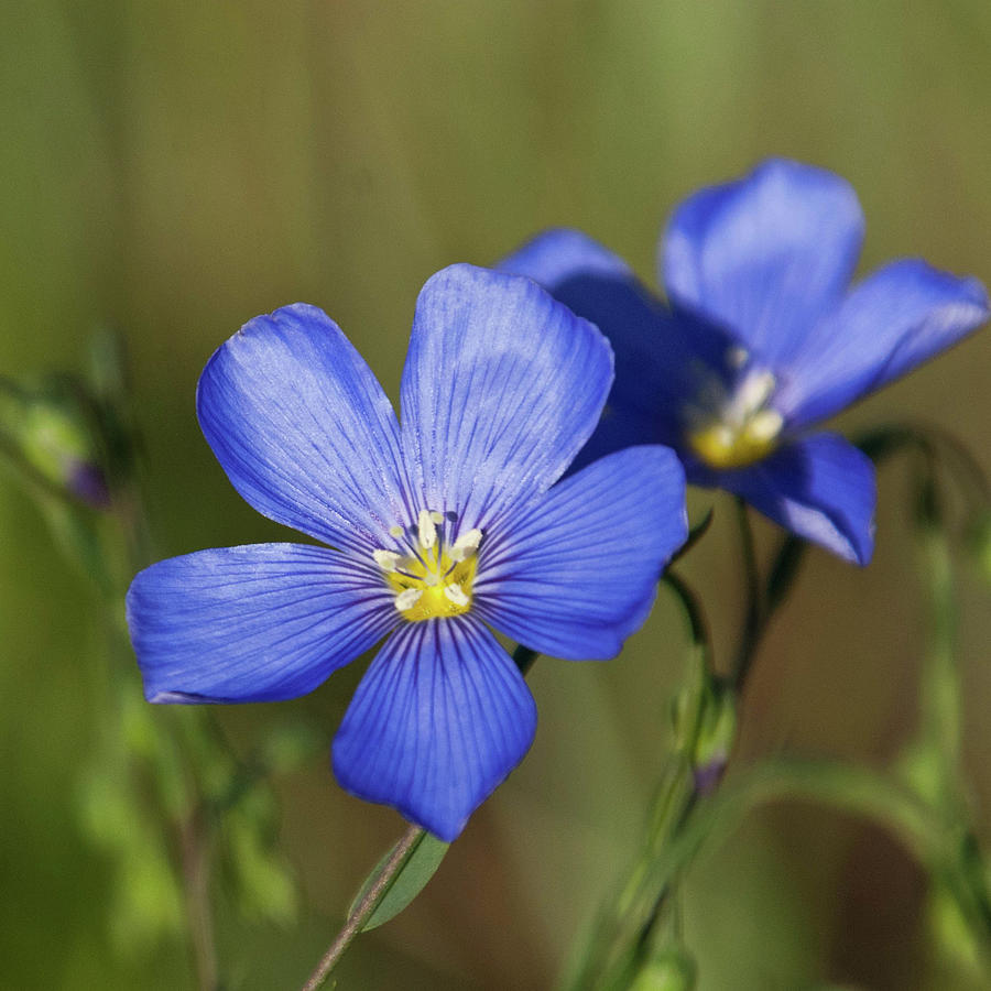 Blue Flax Portrait Photograph by Cascade Colors - Fine Art America