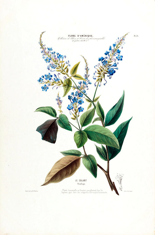 Blue Floral Le Colant Plombayo Plant Flore D Amerique by Vintage Botanical Gallery Blue Floral Le Colant Plombayo Plant Flore D Amerique by Vintage Botanical Gallery