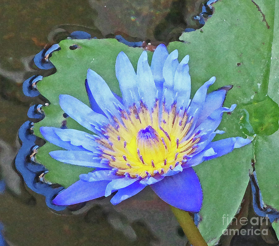 Blue Flower and Lily Pad Photograph by Frank Littman