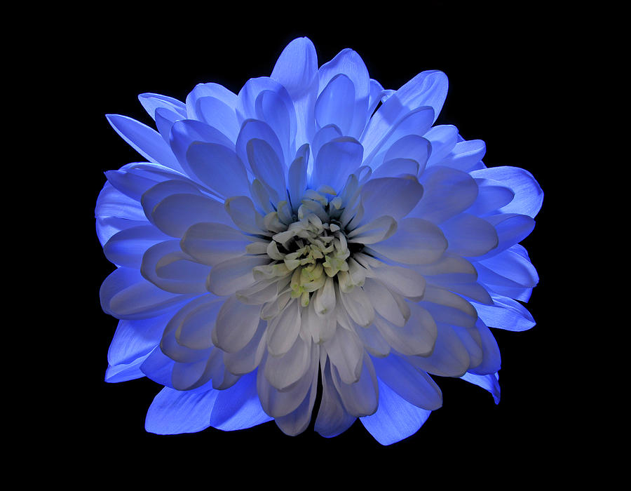 Blue flower Chrysanthemum isolated on black Photograph by Severija Kirilovaite