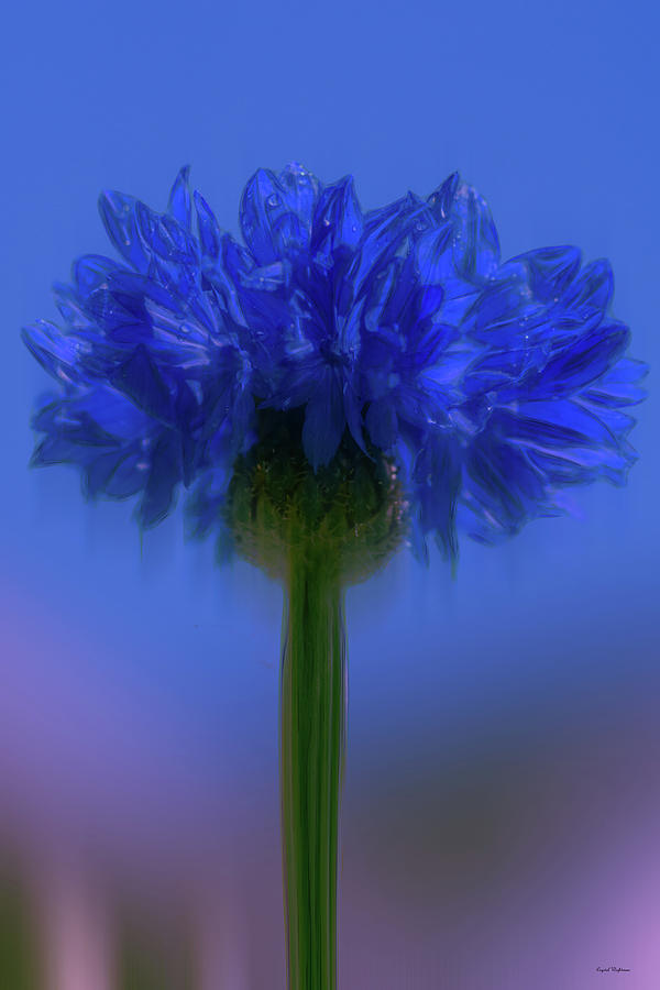 Blue Flower Photograph by Crystal Wightman