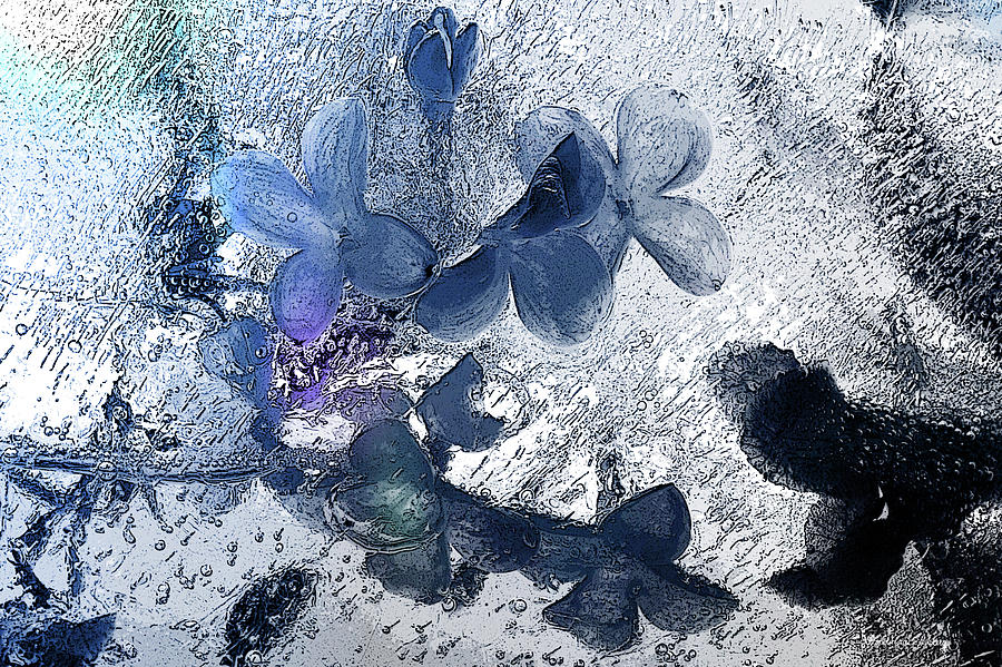 Blue Flower Dream Photograph by Randi Grace Nilsberg