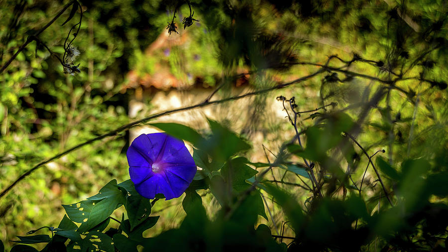 Blue flower in sunset Photograph by Karlaage Isaksen