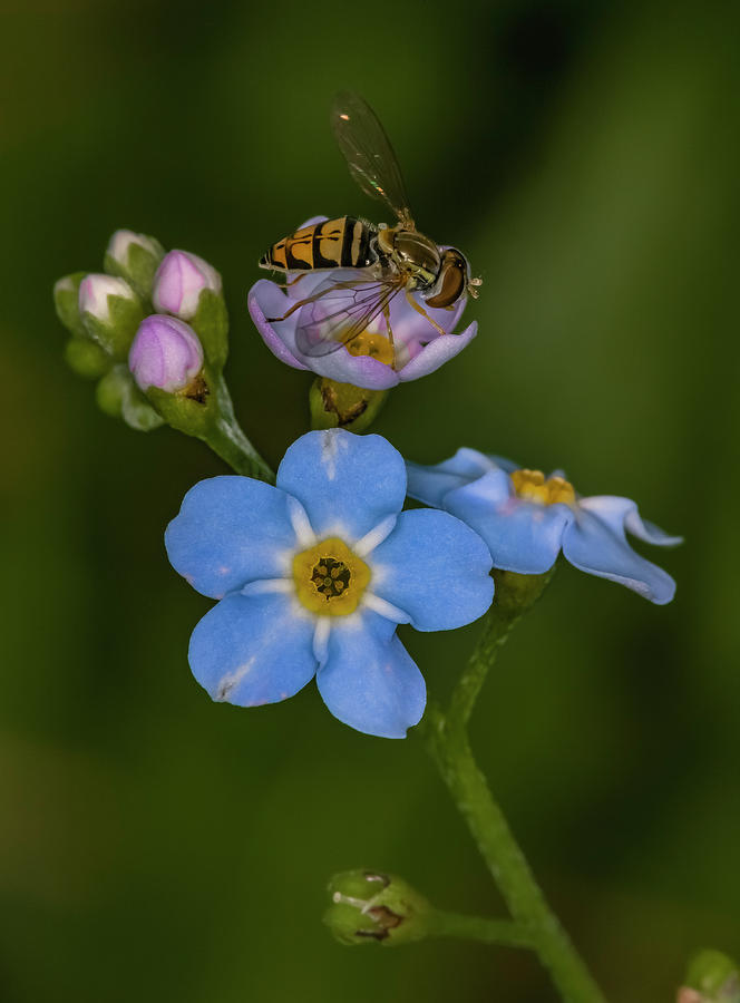 Blue Flower Photograph by Jim Painter