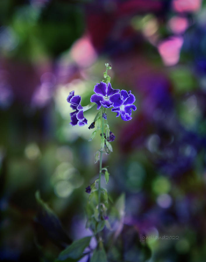 Blue flower Photograph by Joseph G Holland