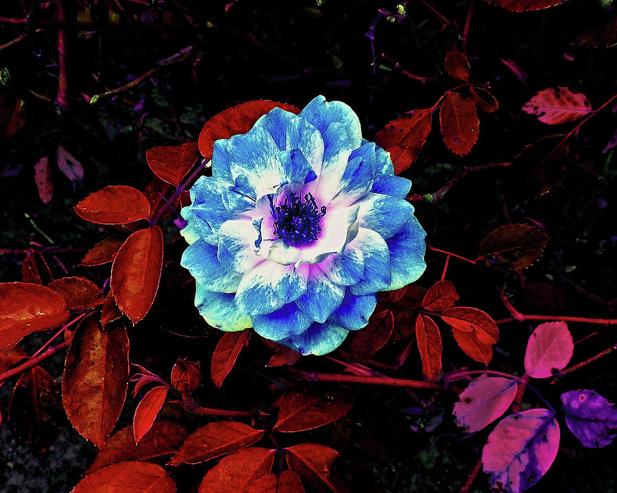 Blue Flower on Red Bush Photograph by Andrew Lawrence