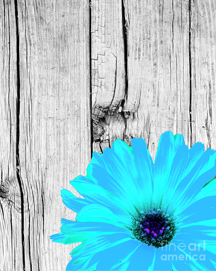 Blue Flower on Rustic Wood Background Photograph by Donald Erickson ...