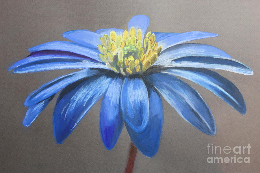 Balkan Anemone Pastel by Spectrum Art Studio - Fine Art America